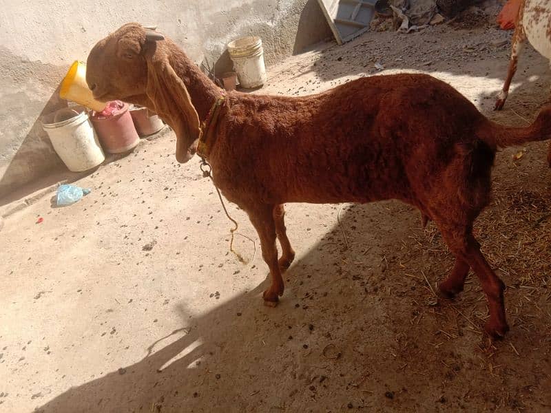 sahiwale BAKRI FOR SALE IN MARDAN 4