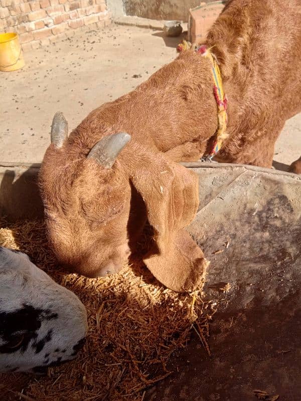 sahiwale BAKRI FOR SALE IN MARDAN 7