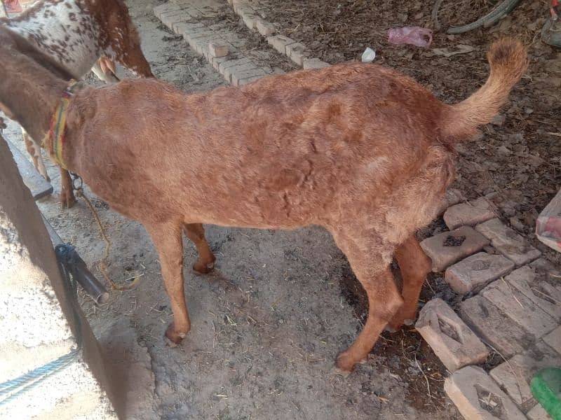 sahiwale BAKRI FOR SALE IN MARDAN 8