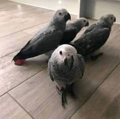 African grey parrot cheeks for sale 03=36=044=60=68