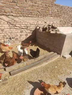 ghar ki desi murgia for sale