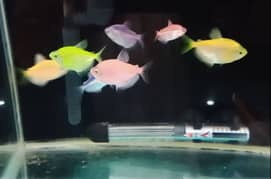 Glow Tetra / Glofish / Widow tetra / Aquarium / Fish / Fishes