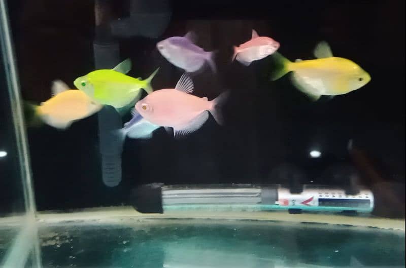 Glow Tetra / Glofish / Widow tetra / Aquarium / Fish / Fishes 0