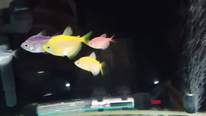 Glow Tetra / Glofish / Widow tetra / Aquarium / Fish / Fishes 1