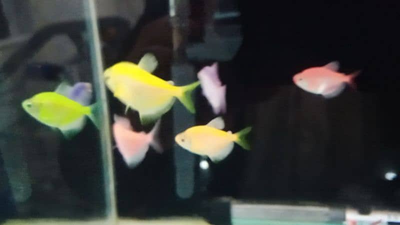 Glow Tetra / Glofish / Widow tetra / Aquarium / Fish / Fishes 2