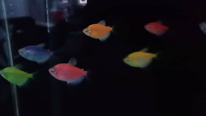 Glow Tetra / Glofish / Widow tetra / Aquarium / Fish / Fishes 3