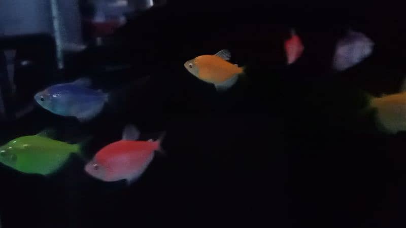 Glow Tetra / Glofish / Widow tetra / Aquarium / Fish / Fishes 4