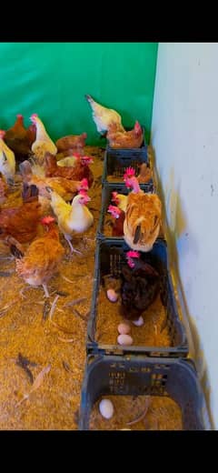 Golden misri Desi murgi hen Eggs laying Available _ age 6 months Fresh