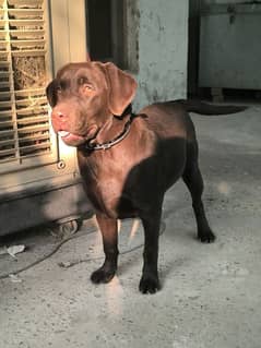 Labrador