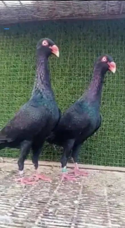 Quality Frillback Breeder pair black Danish breeder Male Dr line ring 1