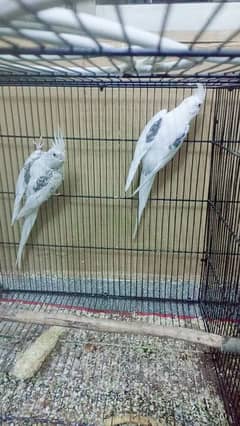 Eno v pied Breeder pair.