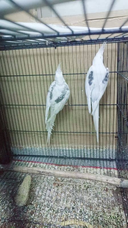 Eno v pied Breeder pair. 1