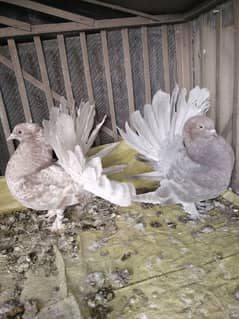 silver tail breeder pair