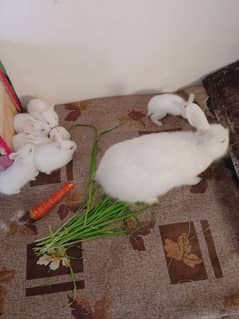 angora female and 7 baby 03224186572