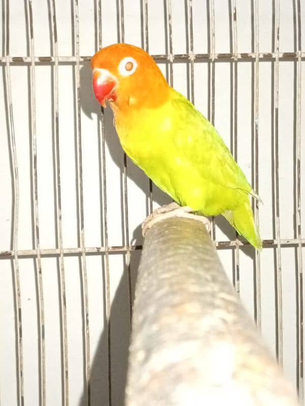 love birds brrdr stup for sale cages+ chicks 1