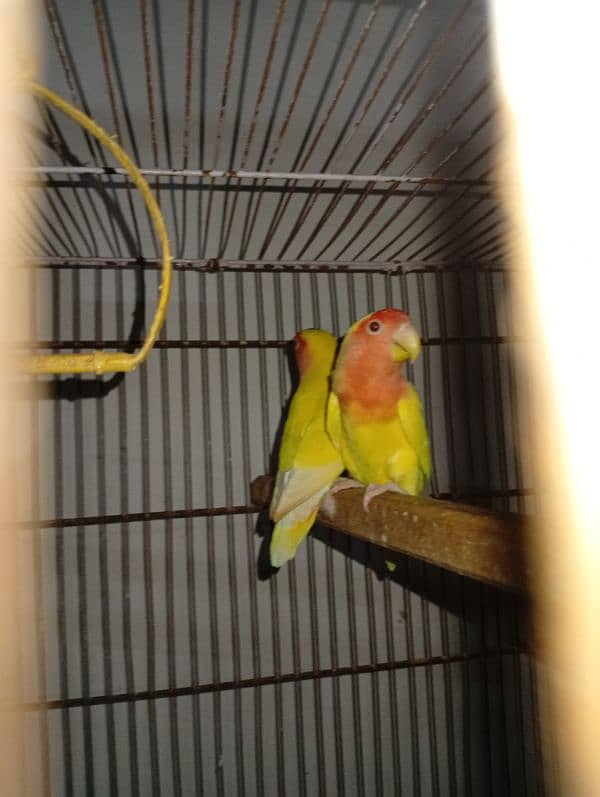 love birds brrdr stup for sale cages+ chicks 2