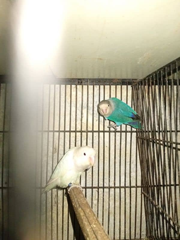 love birds brrdr stup for sale cages+ chicks 3