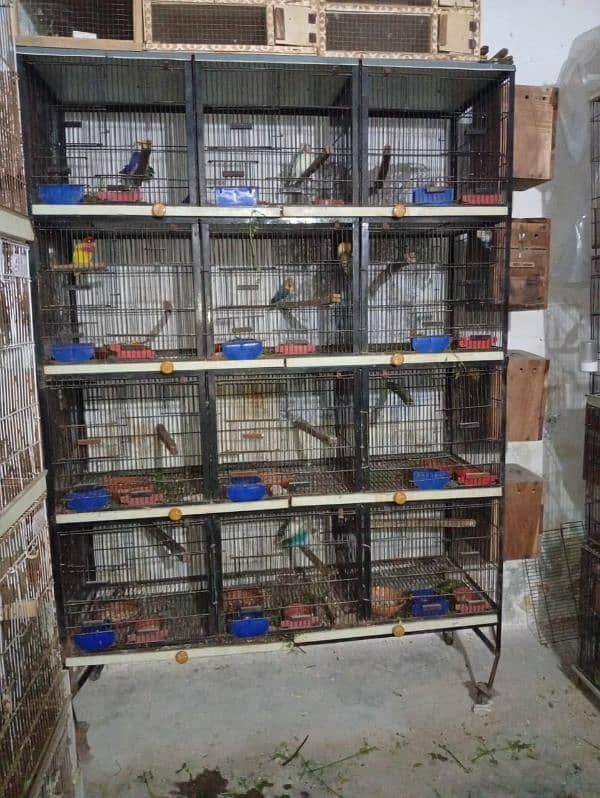 love birds brrdr stup for sale cages+ chicks 4