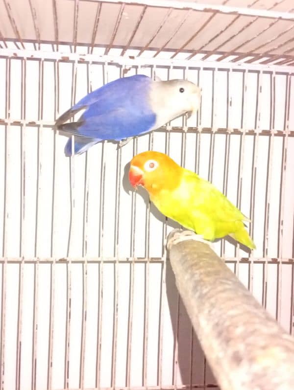 love birds brrdr stup for sale cages+ chicks 5