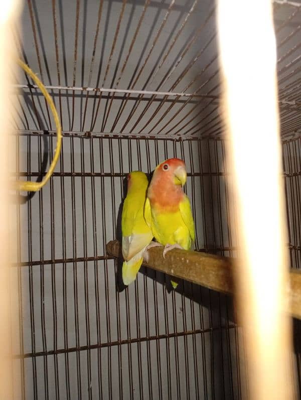 love birds brrdr stup for sale cages+ chicks 6