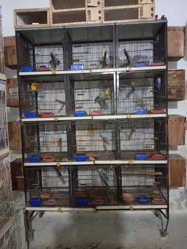 love birds brrdr stup for sale cages+ chicks 7