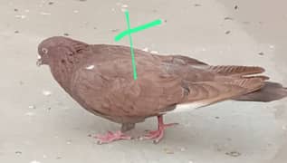 pigeon