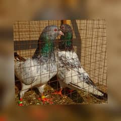 pigeon pure kamagar pair argent sale ?