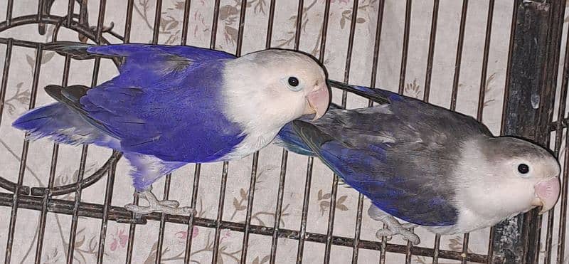 Violet Opline (MALE) + Violet Euwing (FEMALE) for sale 0