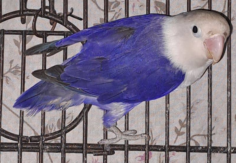 Violet Opline (MALE) + Violet Euwing (FEMALE) for sale 1