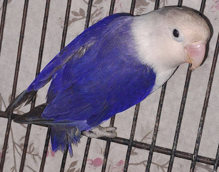 Violet Opline (MALE) + Violet Euwing (FEMALE) for sale 2