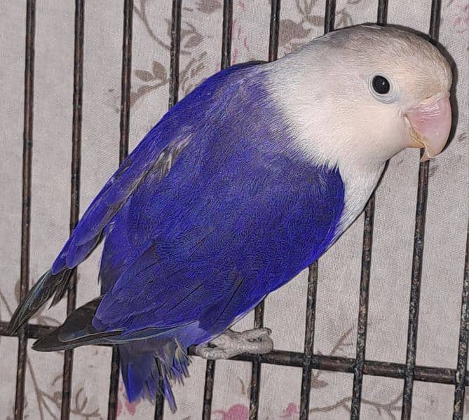 Violet Opline (MALE) + Violet Euwing (FEMALE) for sale 3