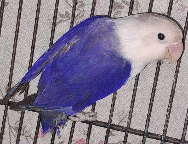 Violet Opline (MALE) + Violet Euwing (FEMALE) for sale 4