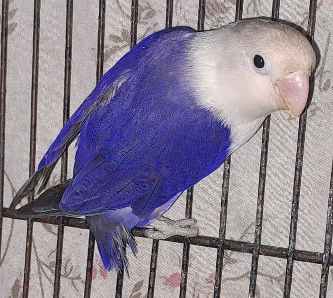 Violet Opline (MALE) + Violet Euwing (FEMALE) for sale 5