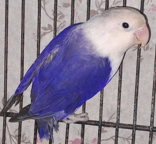 Violet Opline (MALE) + Violet Euwing (FEMALE) for sale 6