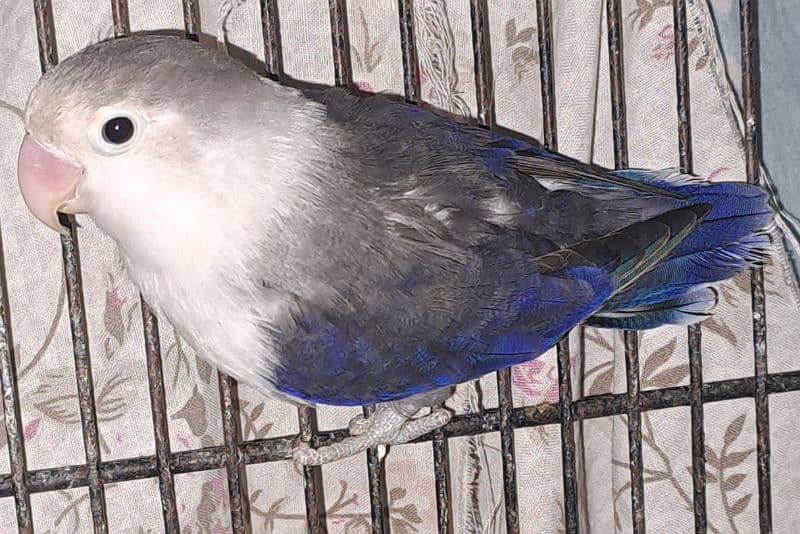 Violet Opline (MALE) + Violet Euwing (FEMALE) for sale 7