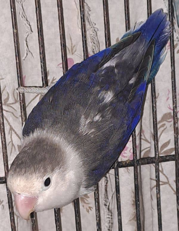 Violet Opline (MALE) + Violet Euwing (FEMALE) for sale 8