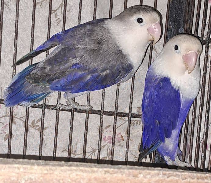 Violet Opline (MALE) + Violet Euwing (FEMALE) for sale 9