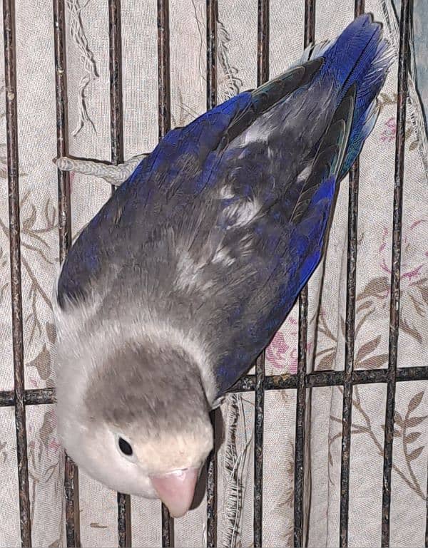 Violet Opline (MALE) + Violet Euwing (FEMALE) for sale 10