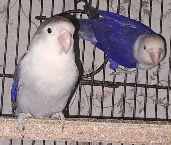 Violet Opline (MALE) + Violet Euwing (FEMALE) for sale 11