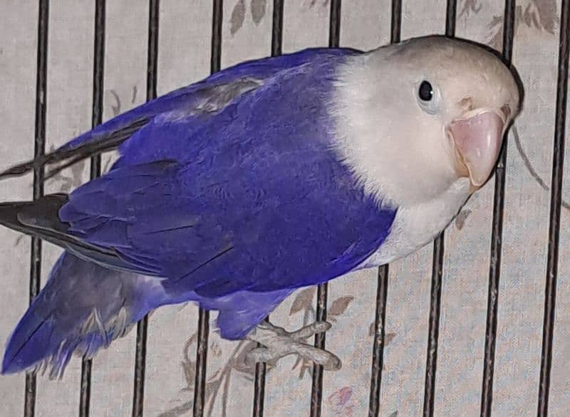 Violet Opline (MALE) + Violet Euwing (FEMALE) for sale 12