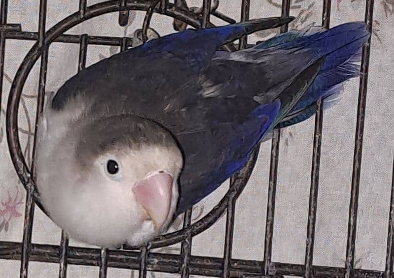 Violet Opline (MALE) + Violet Euwing (FEMALE) for sale 13