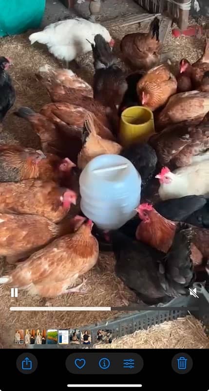 golden misri | Desi murghi | desi hen | eggs laying hens |brown hen 1