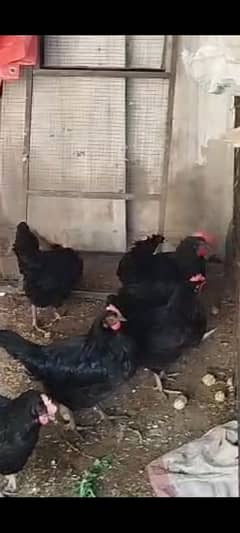 australorp/australop