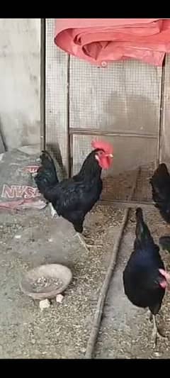 australorp/australop