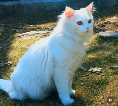 Turkish angoora cat vaccinated with file.