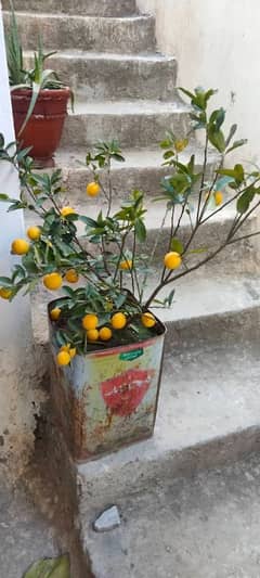 lemon plants