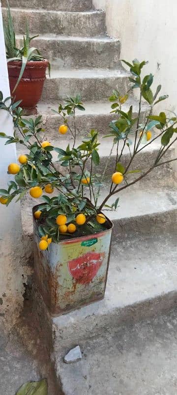 lemon plants 0