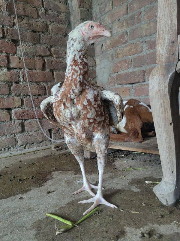 2 month aseel chicks for sale 15