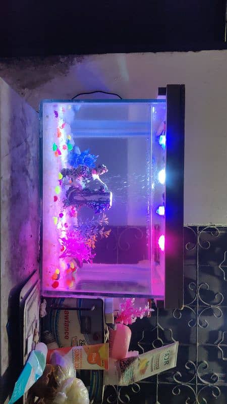 for sale fish aquarium 0