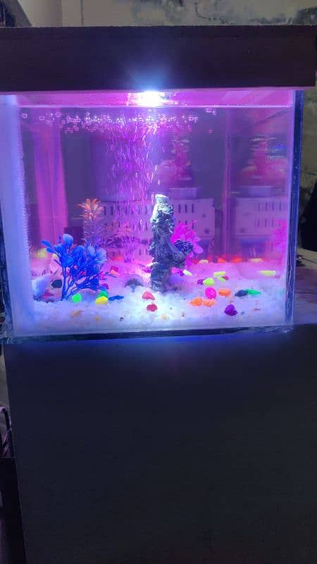 for sale fish aquarium 1